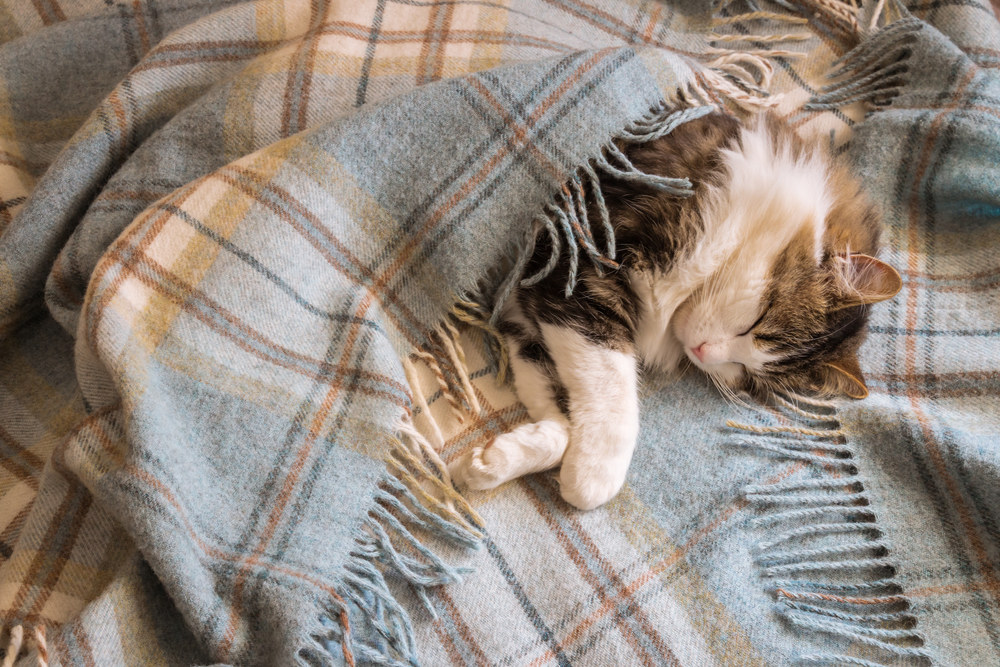 Katinas vilnoniame plede / Shutterstock nuotr.