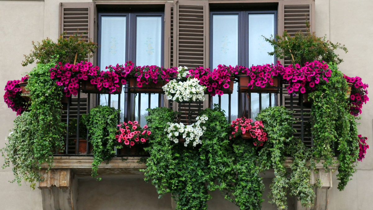 Gėlės balkone / Shutterstock nuotr.