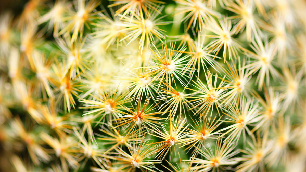 Kaktusas / „Fotolia“ nuotr.